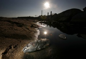 Un pez muerto en el cauce del rio Besos a su paso por la incineradora de Sant Adria del Besos, Barcelona.